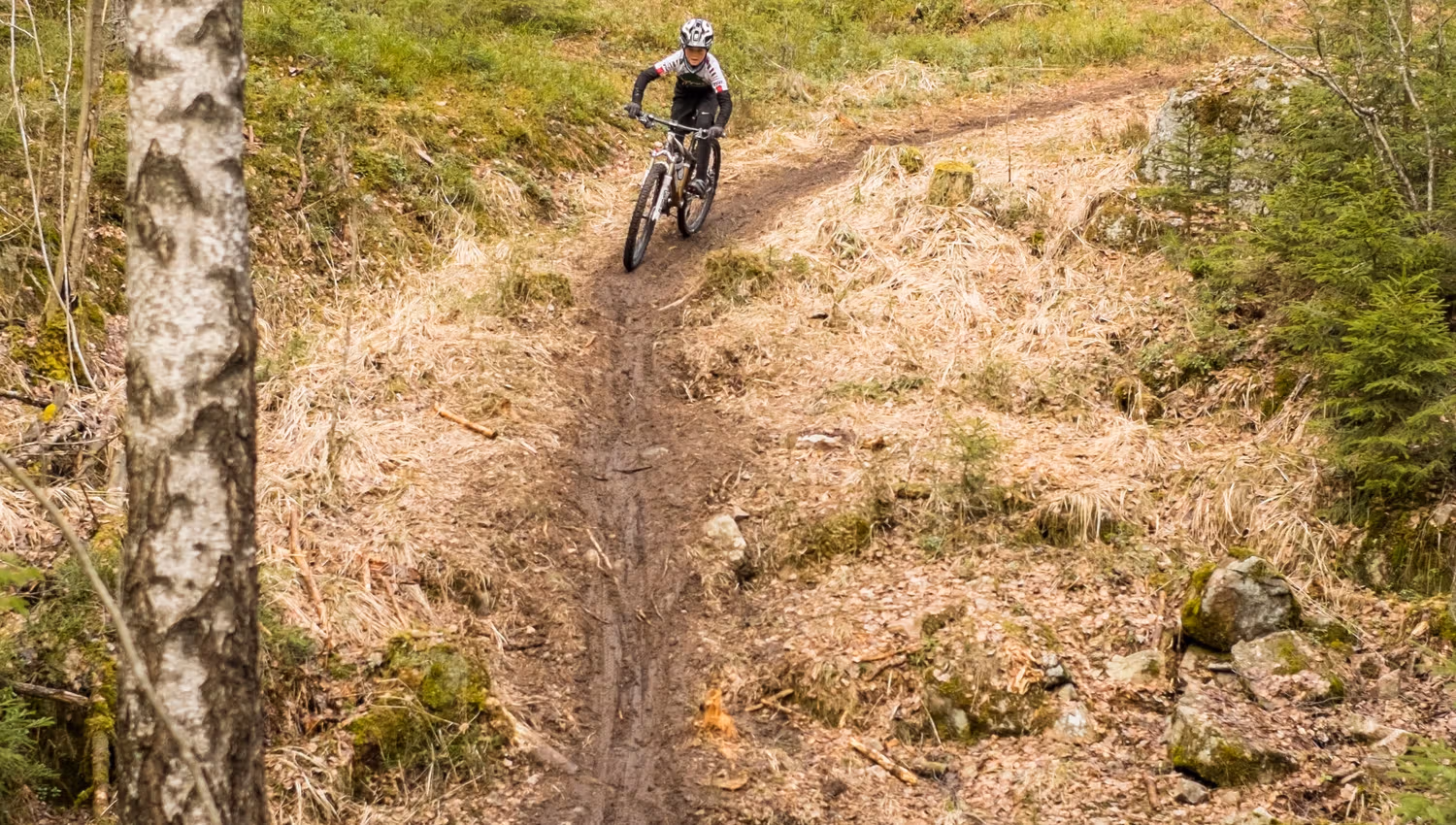 cyclist on a mountain bike in the forest
