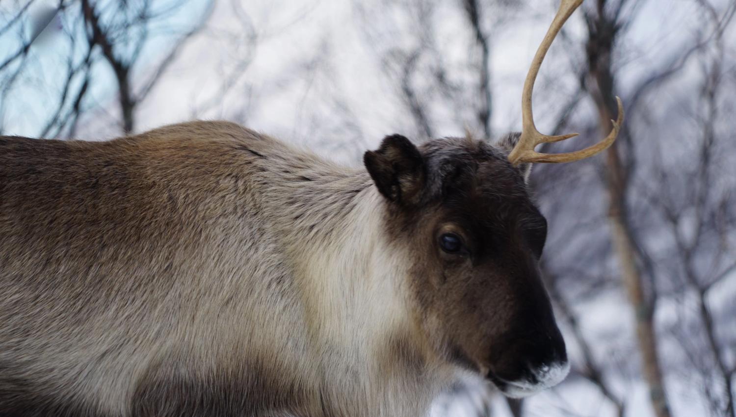 A reindeer