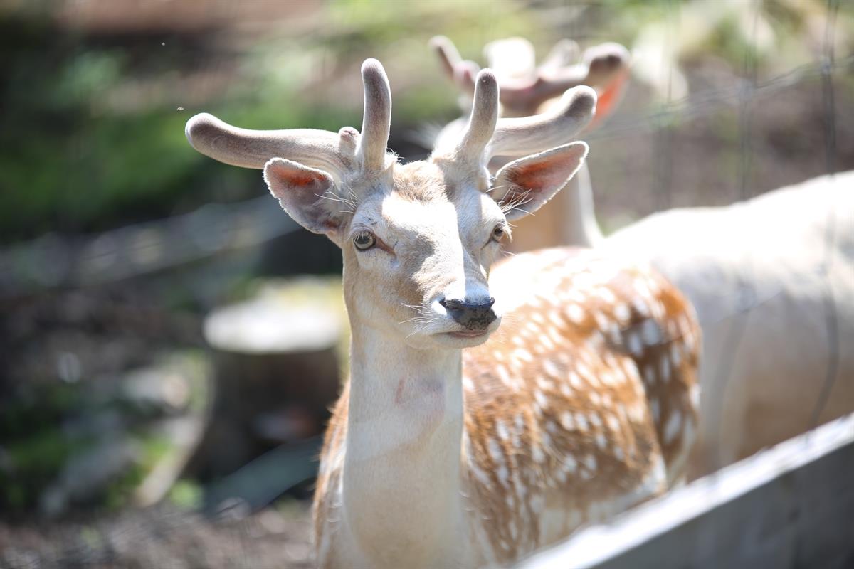 Rådyr i Tangen Dyrepark i Stange Kommune