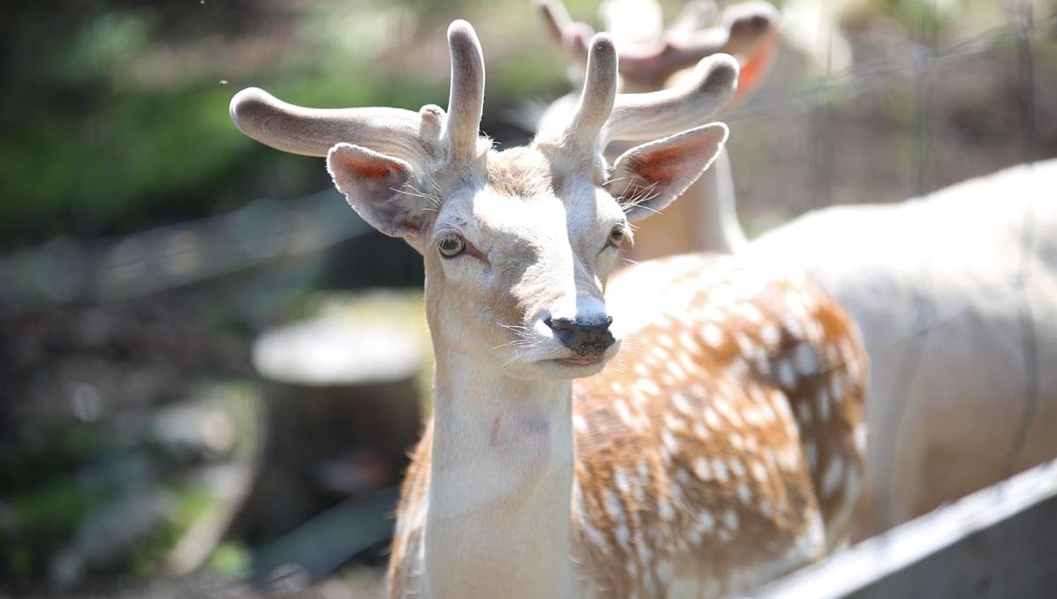 Rådyr i Tangen Dyrepark i Stange Kommune