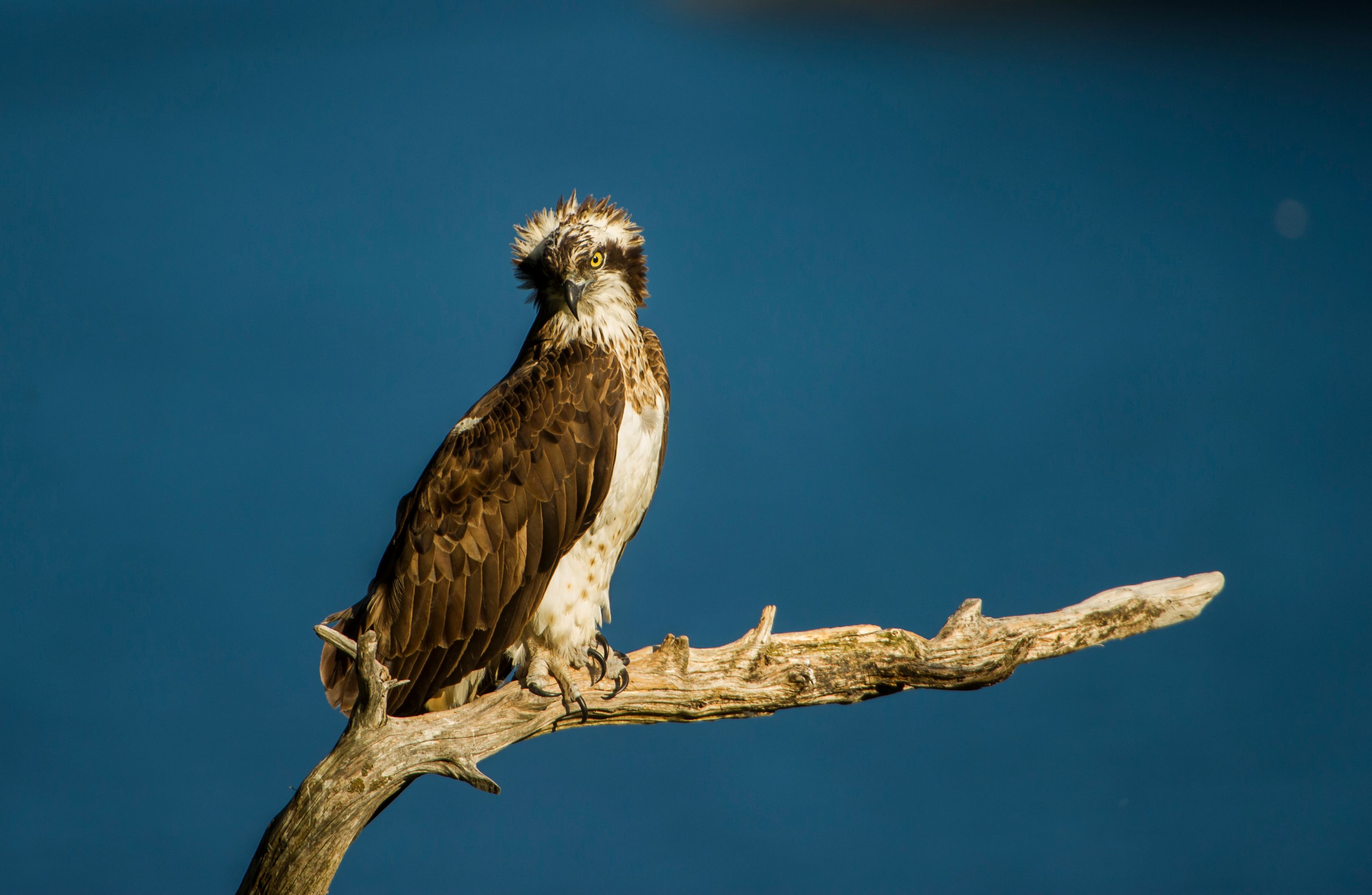 Osprey 