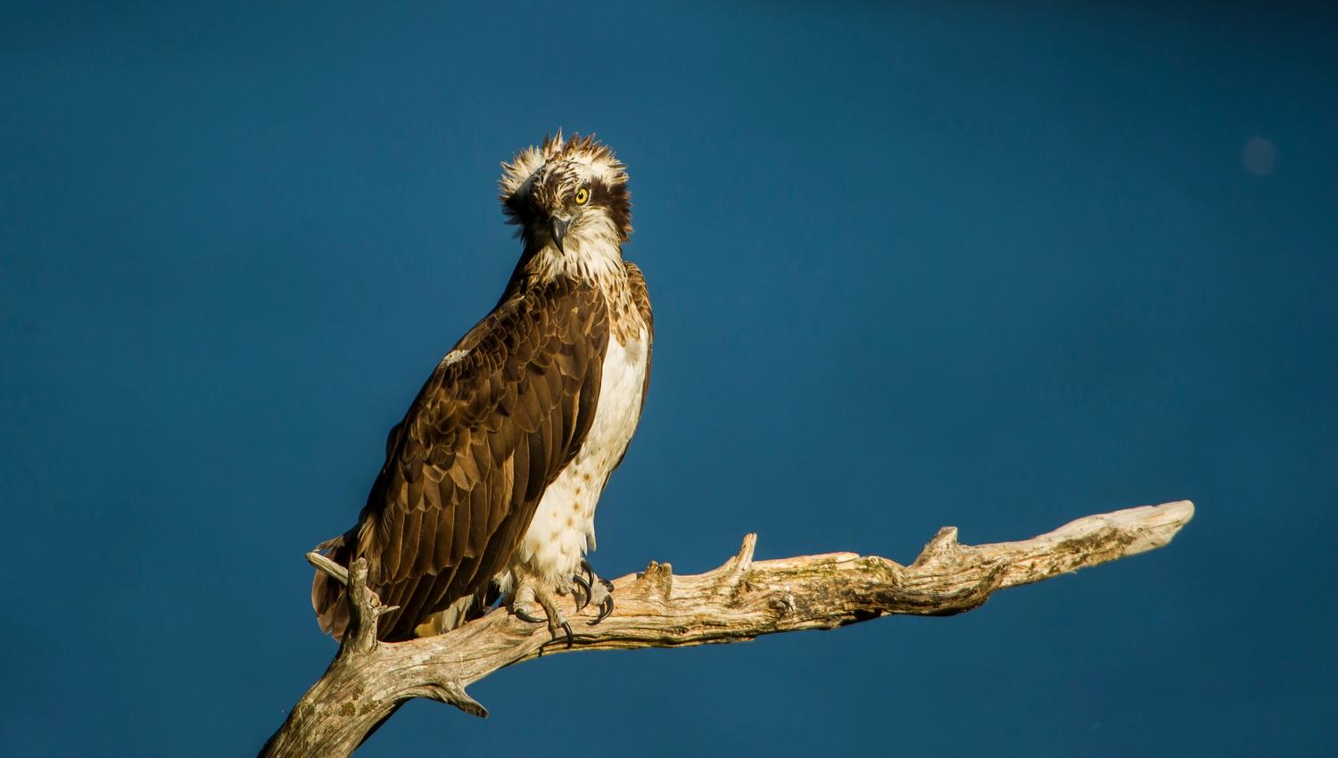 Osprey