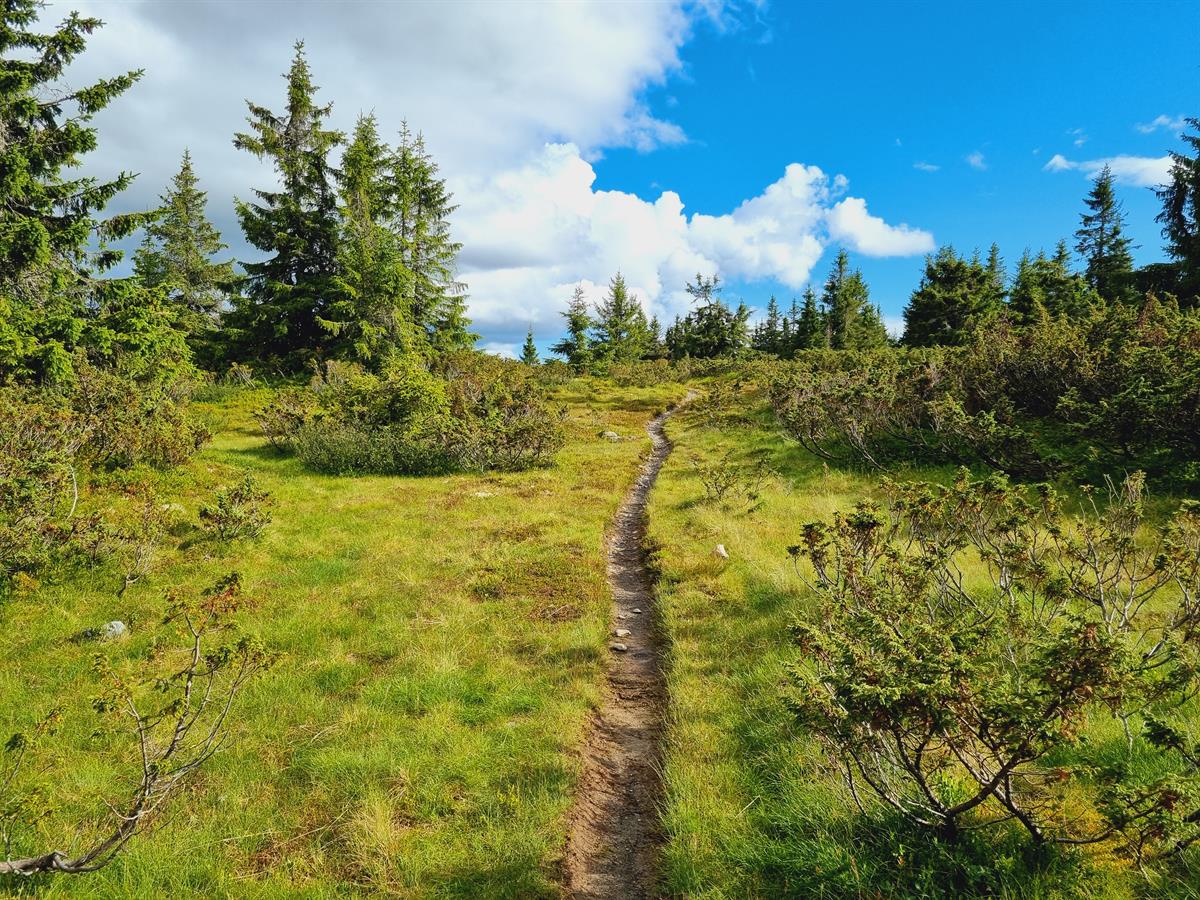 Narrow path through green terrain under blue sky