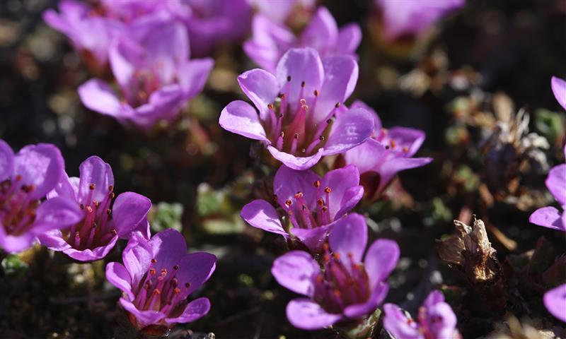 Nærbilde av en klynge med lilla blomster
