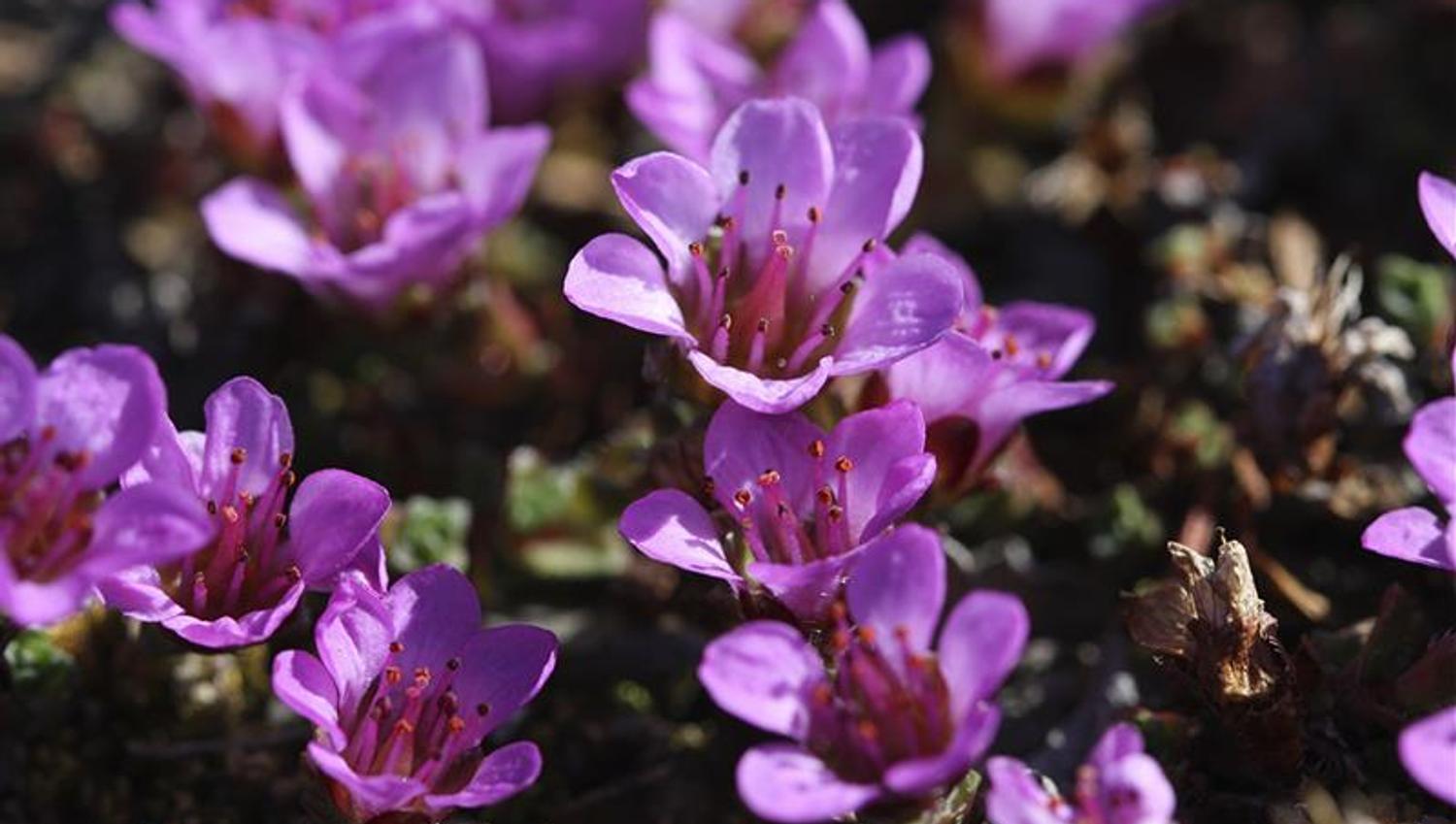 Nærbilde av en klynge med lilla blomster