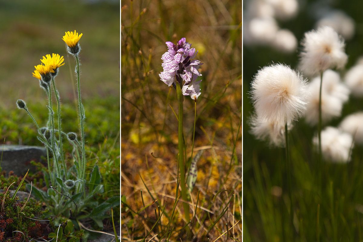 Habichtskraut, Geflecktes Knabenkraut und Wollgras entlang der Wege oberhalb Beitostølens.