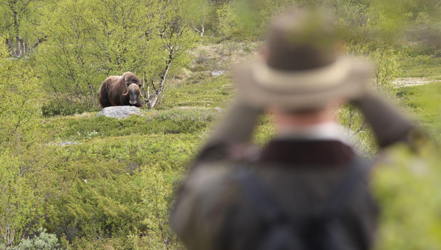 Musk Ox Safari