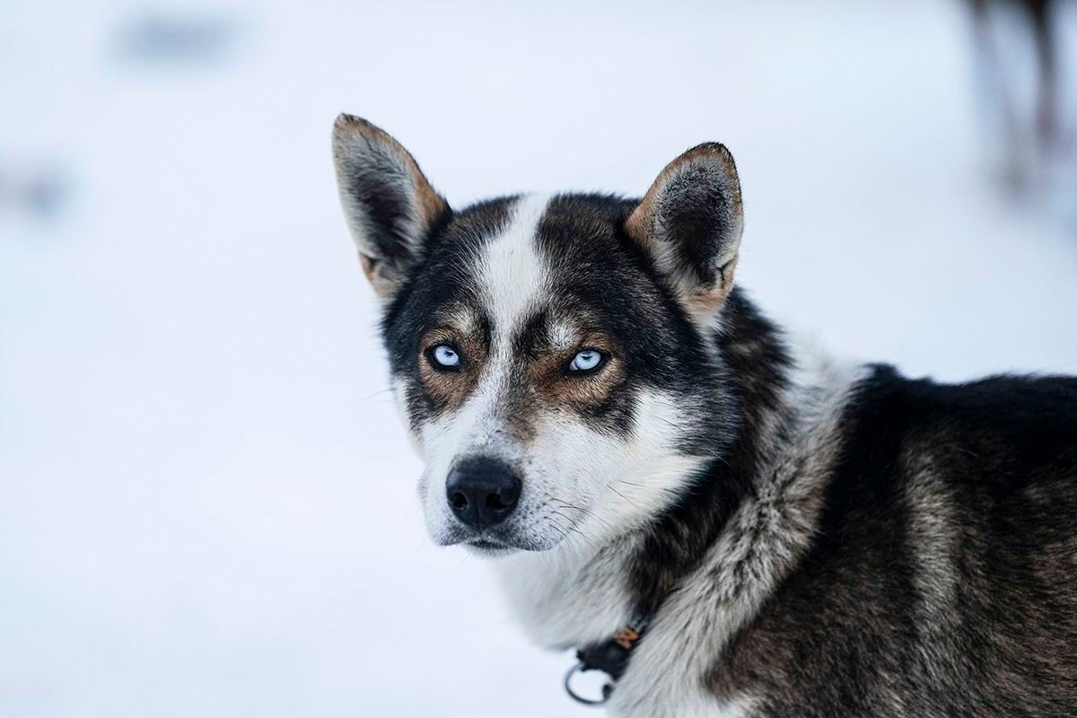 Husky ser direkte på kameraet