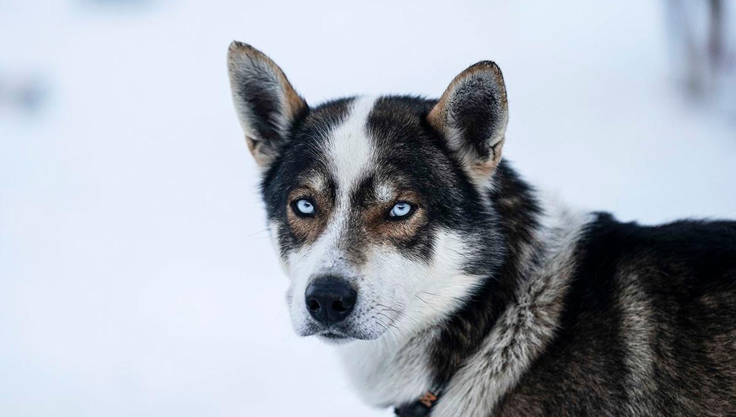 Husky ser direkte på kameraet