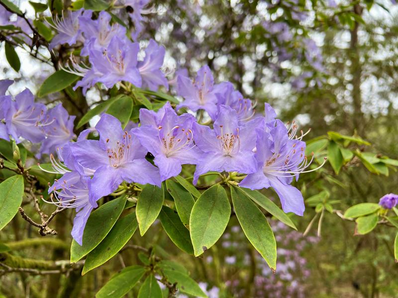 The arboretum and Bergen botanical garden