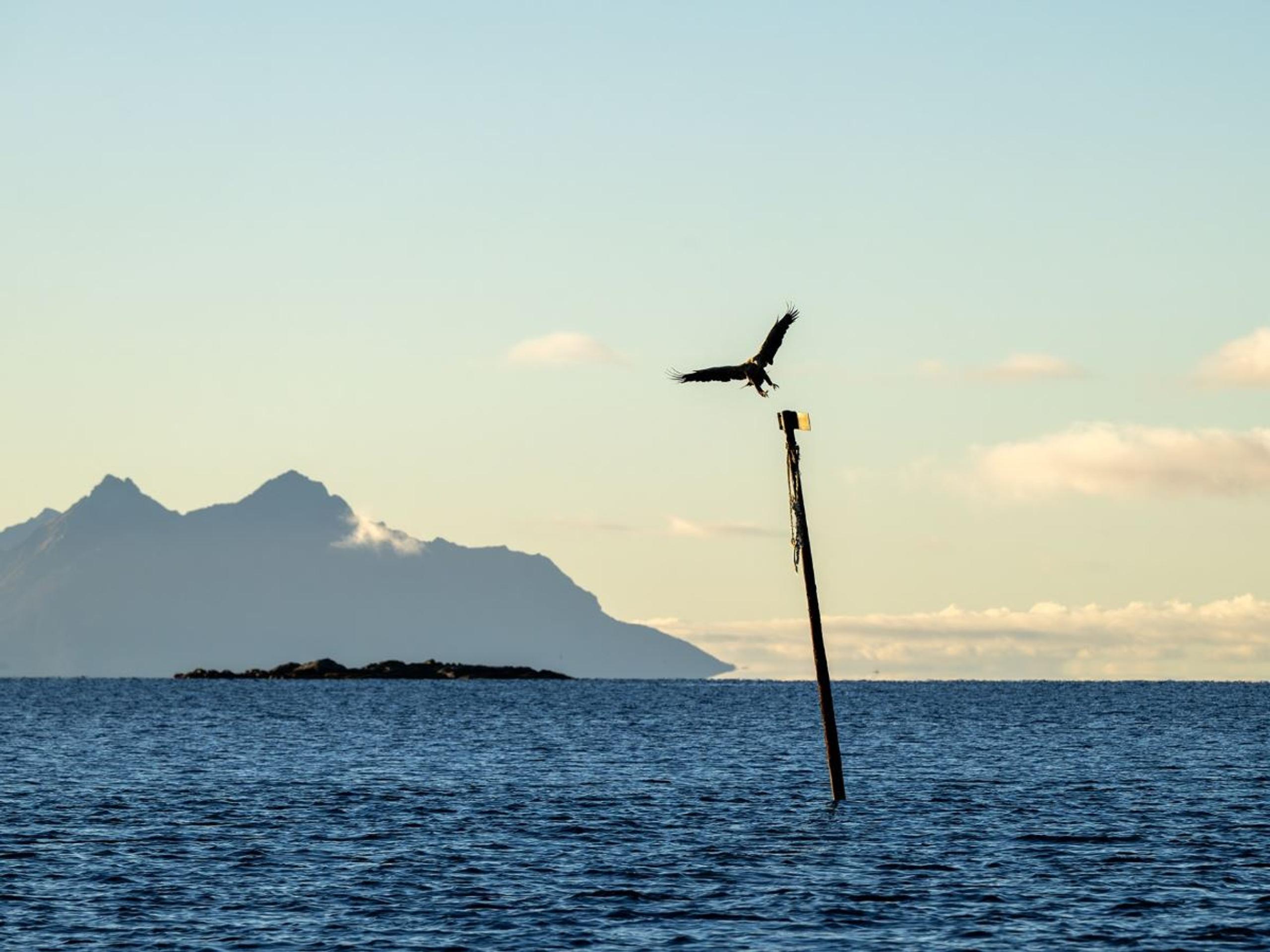 A large bird flies above a tilted wooden post in calm ocean water, with distant mountains under a pale sky..