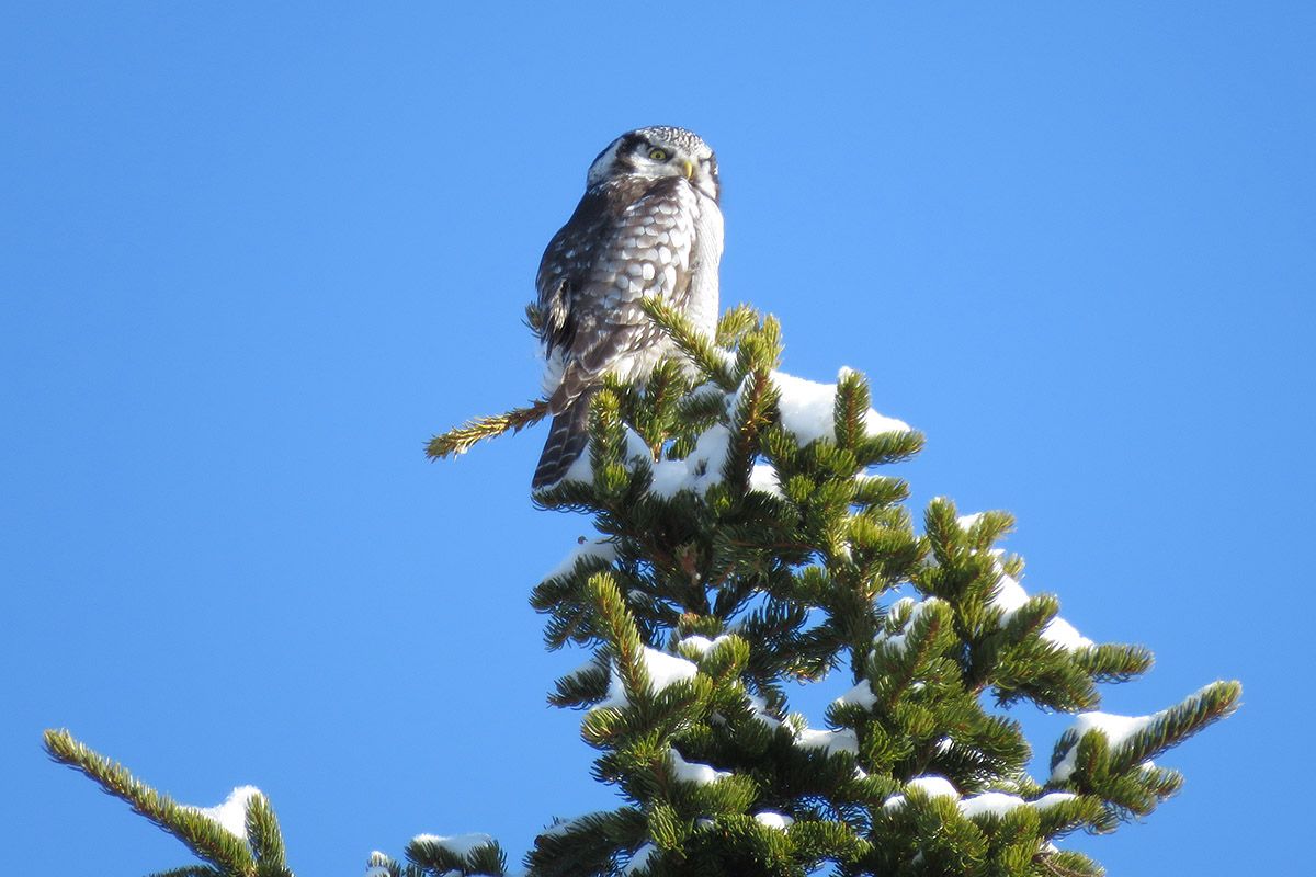 Haukugla (Surnia ulula) er en karakterart på Stølsvidda i Valdres.