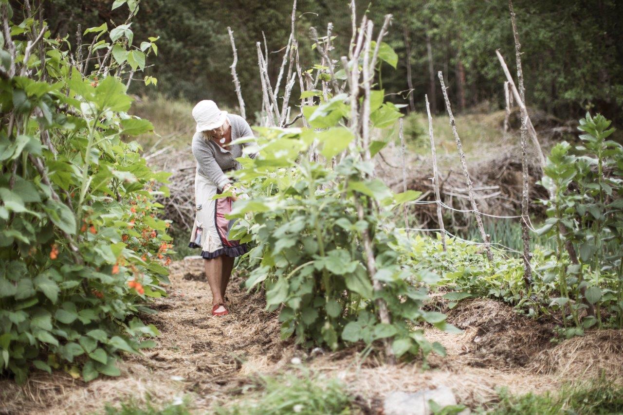 a woman with oldfashioned clothing doing a harvest
