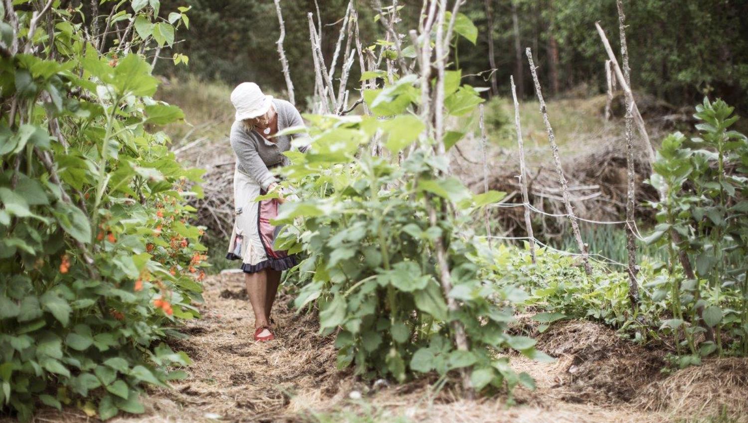 a woman with oldfashioned clothing doing a harvest