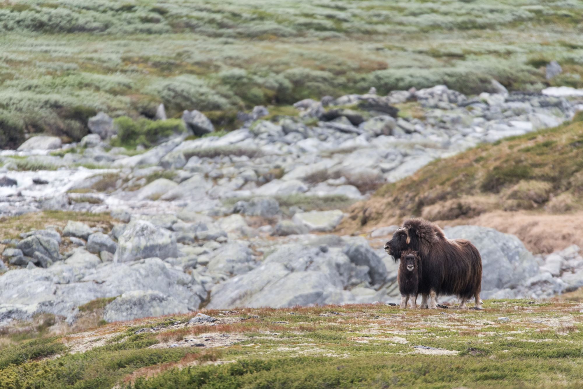 Musk Ox Safari Personal Tour, 2 days