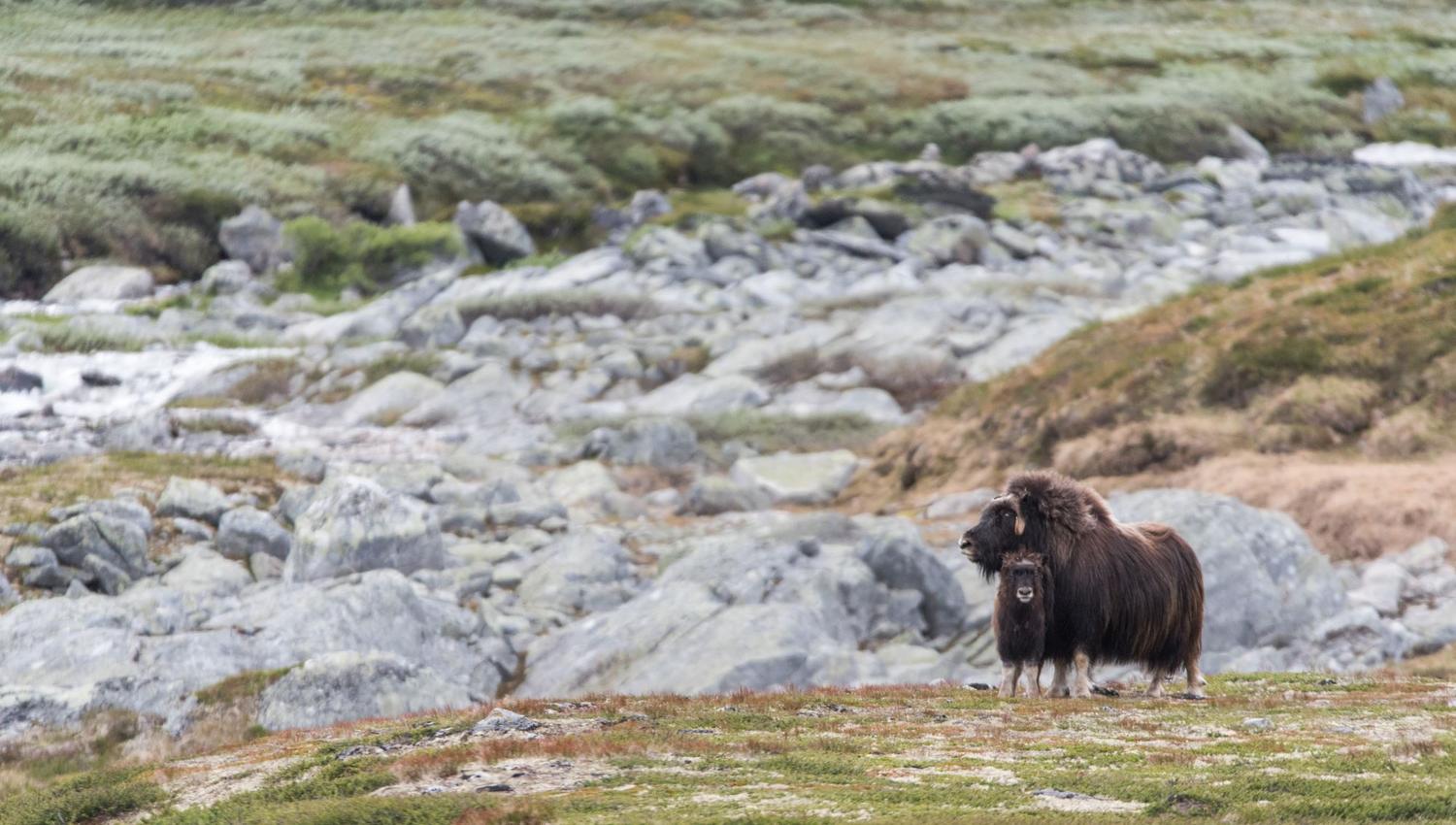 Musk Ox Safari Personal Tour, 2 days