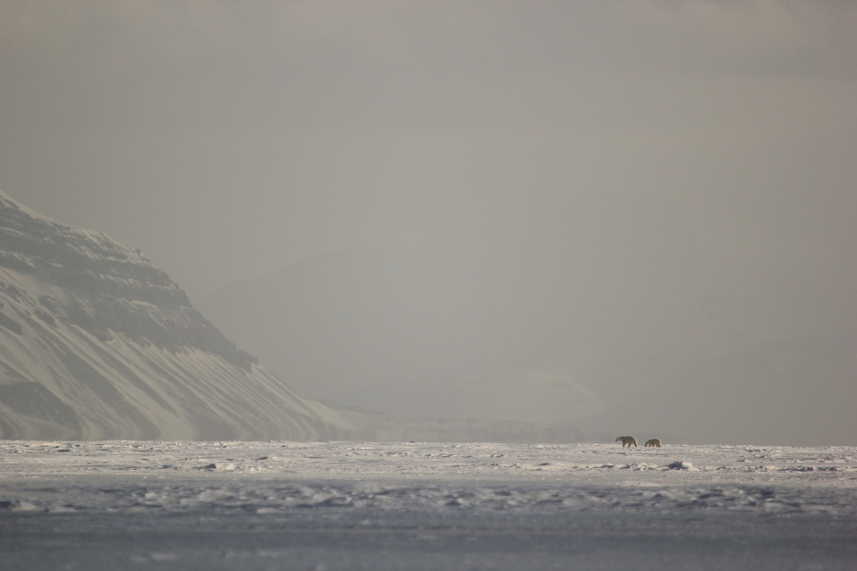 Two polar bears seen from afar strolling across the sea ice in Billefjorden