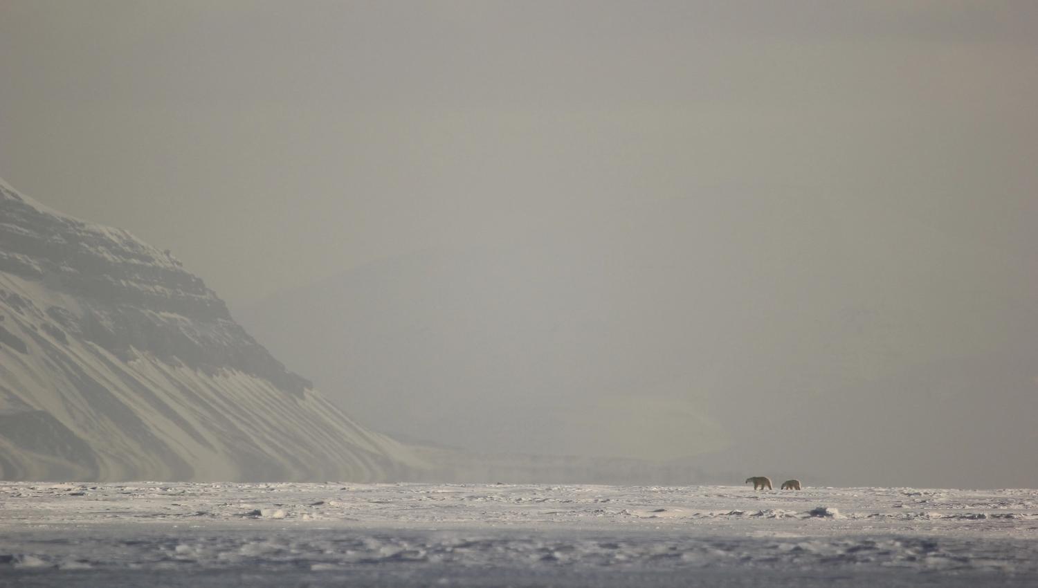 Two polar bears seen from afar strolling across the sea ice in Billefjorden
