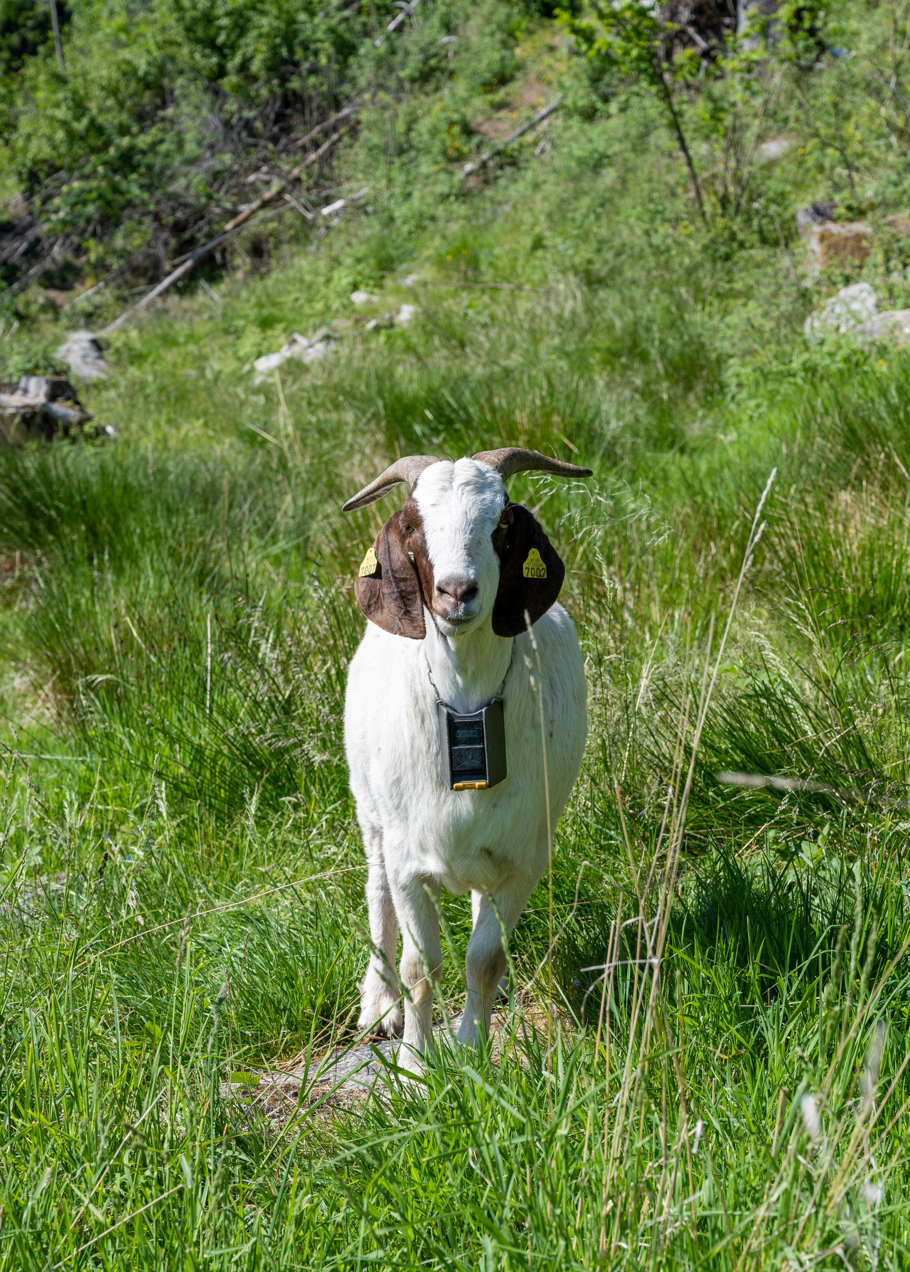 Hjellup Fjordbo