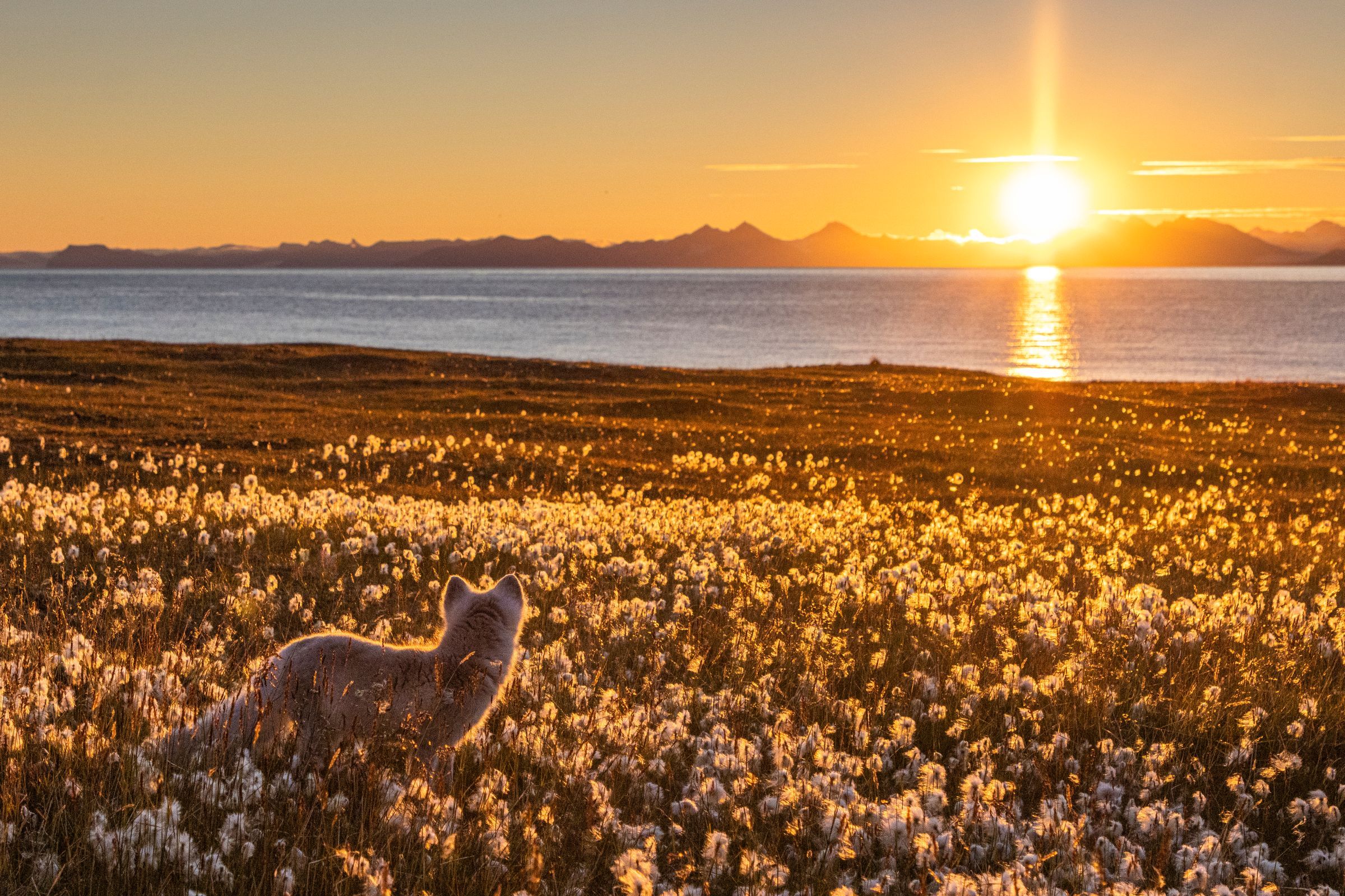 Fjellrev går på tundra med midnattssol i bakgrunnen.