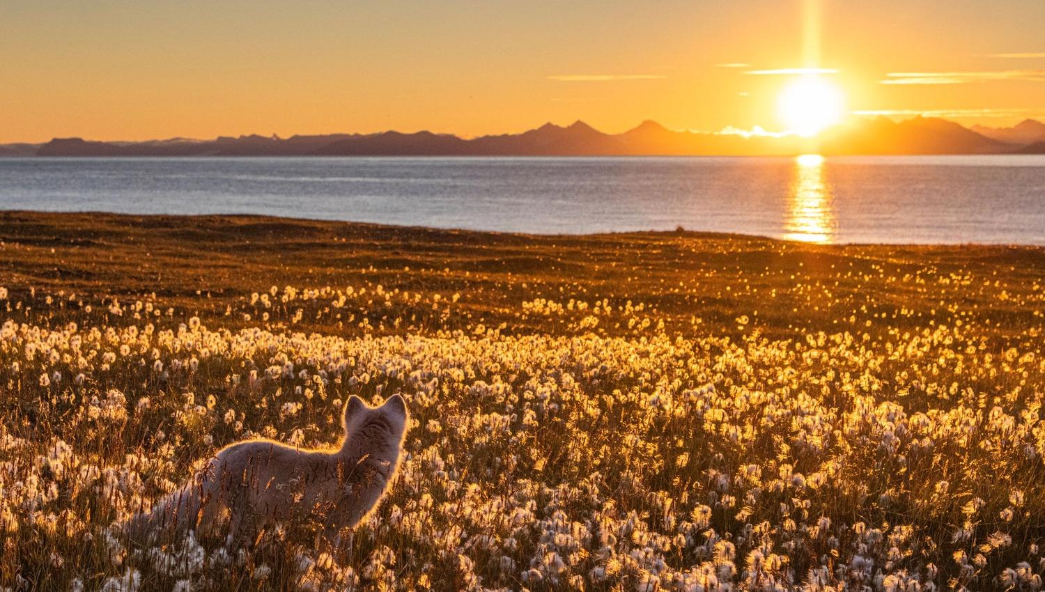 Fjellrev går på tundra med midnattssol i bakgrunnen.