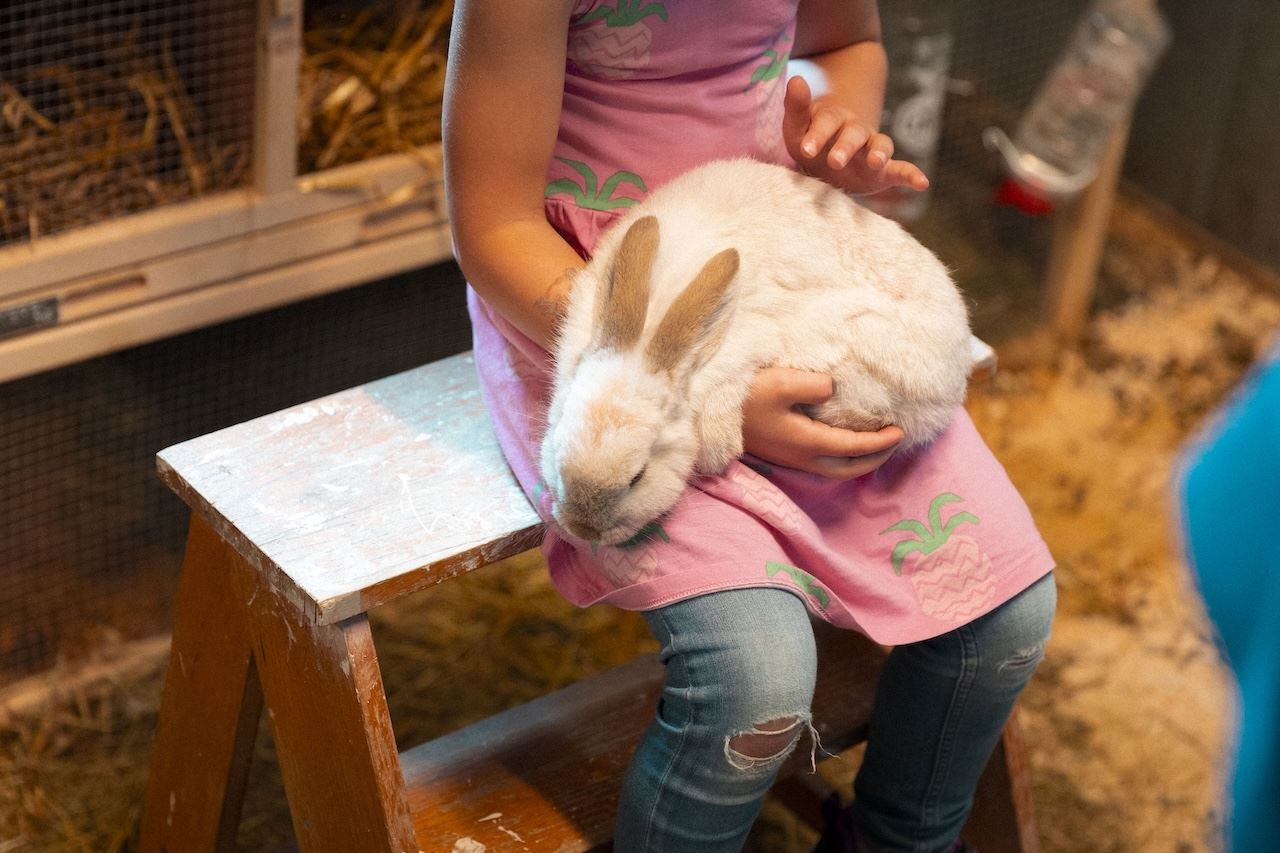 A child in a pink dress sits on a wooden bench while gently holding a white rabbit inside a barn-like enclosure..