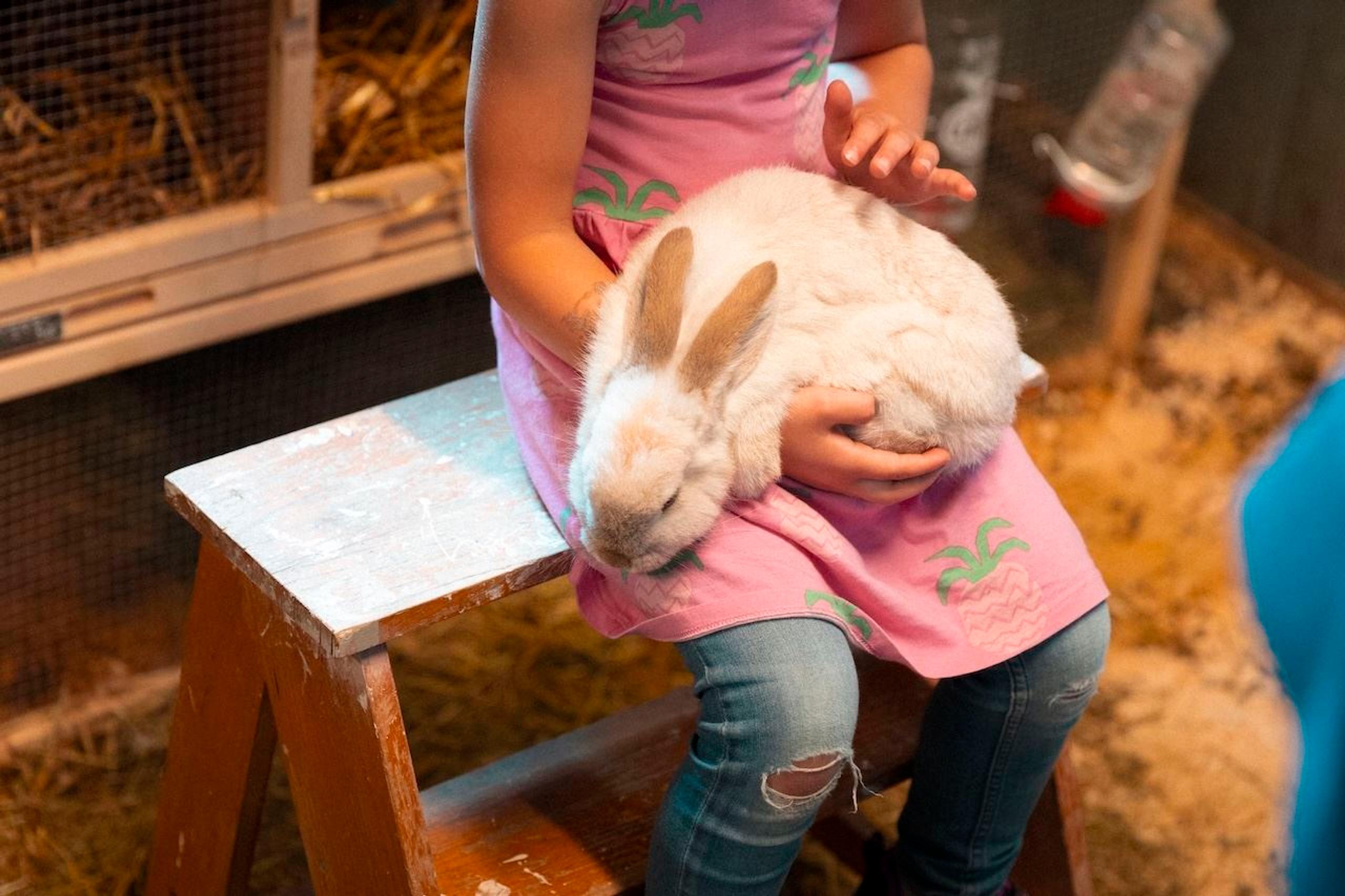 A child in a pink dress sits on a wooden bench while gently holding a white rabbit inside a barn-like enclosure..