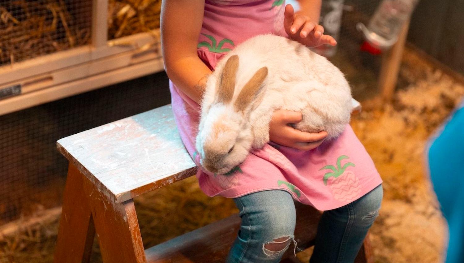A child in a pink dress sits on a wooden bench while gently holding a white rabbit inside a barn-like enclosure..