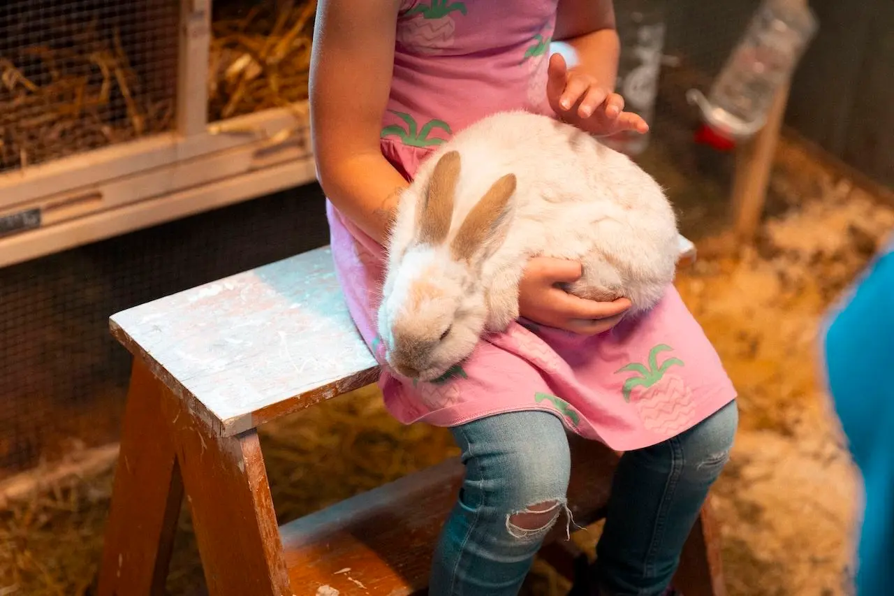 A child in a pink dress sits on a wooden bench while gently holding a white rabbit inside a barn-like enclosure..