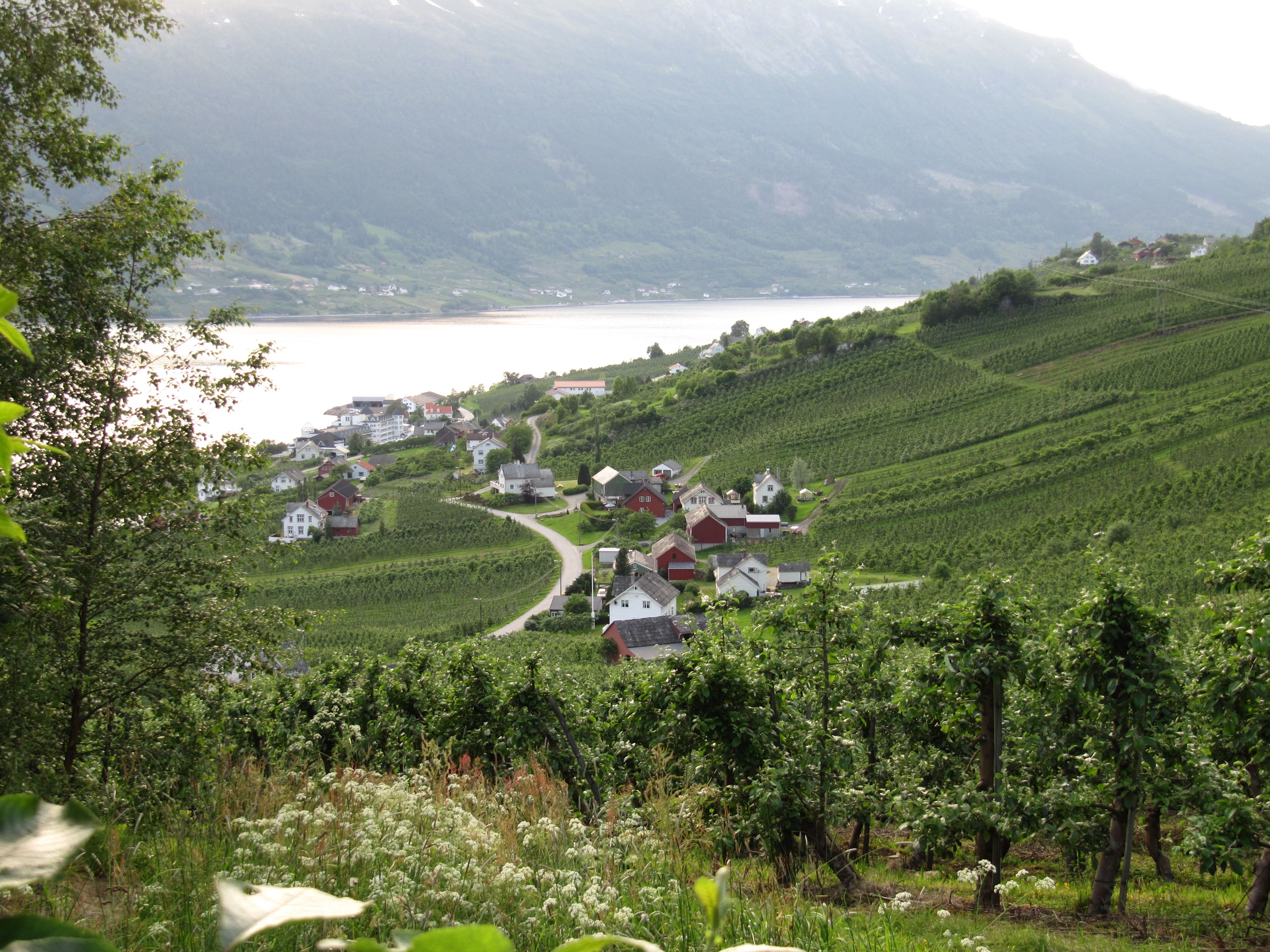 Panoramic view from the Fruit Trail of farms, orchards and the Hardangerfjord.