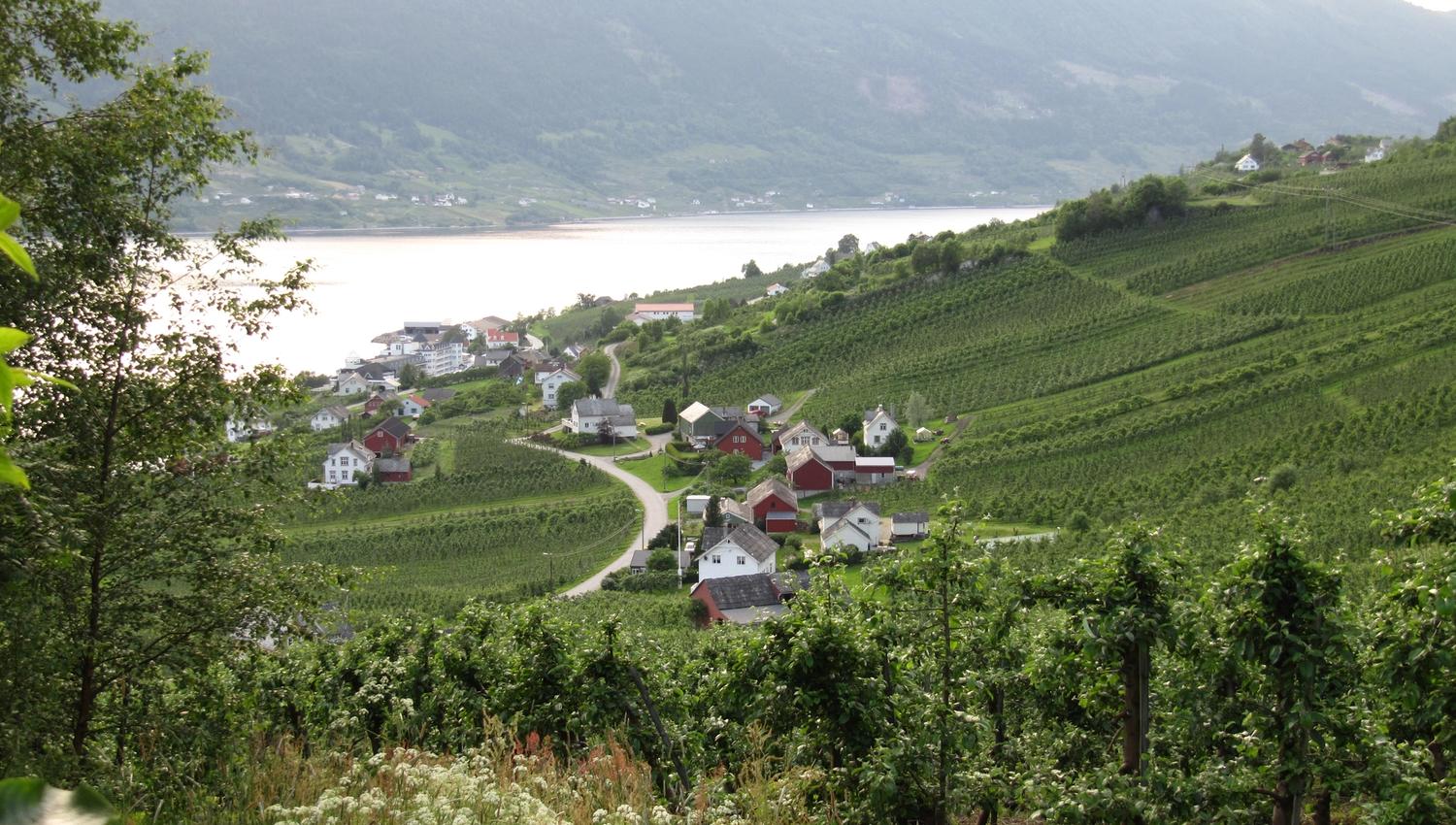 Panoramic view from the Fruit Trail of farms, orchards and the Hardangerfjord.