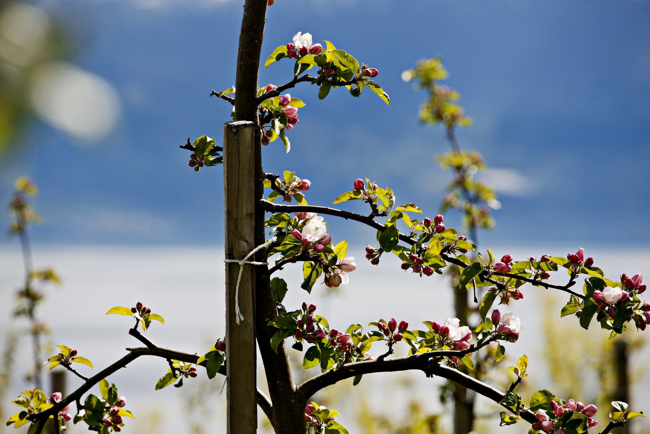 Balholm Balestrand