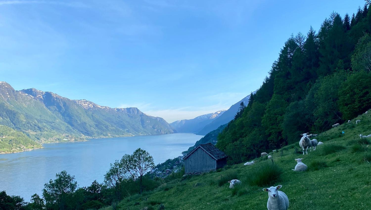 A view over the fjord with sheep in the foreground