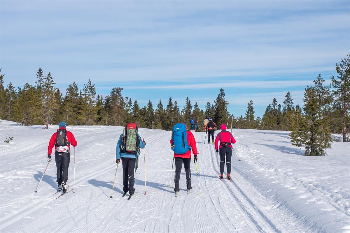A group of cross‑country skiers traveling through a snowy forest area, moving along parallel ski tracks under a clear sky.