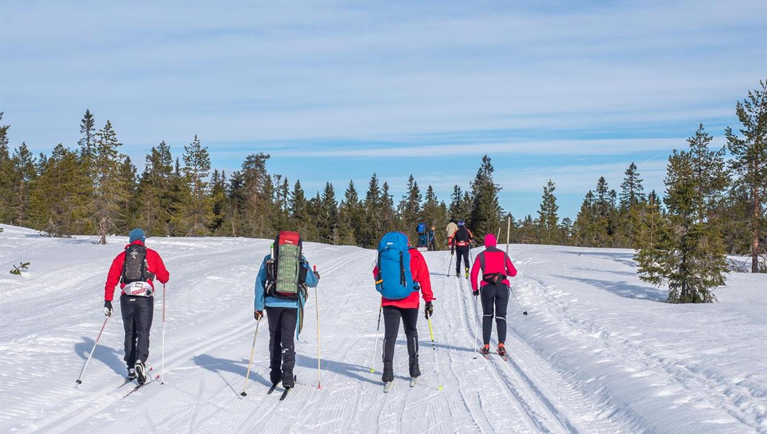 A group of cross‑country skiers traveling through a snowy forest area, moving along parallel ski tracks under a clear sky.