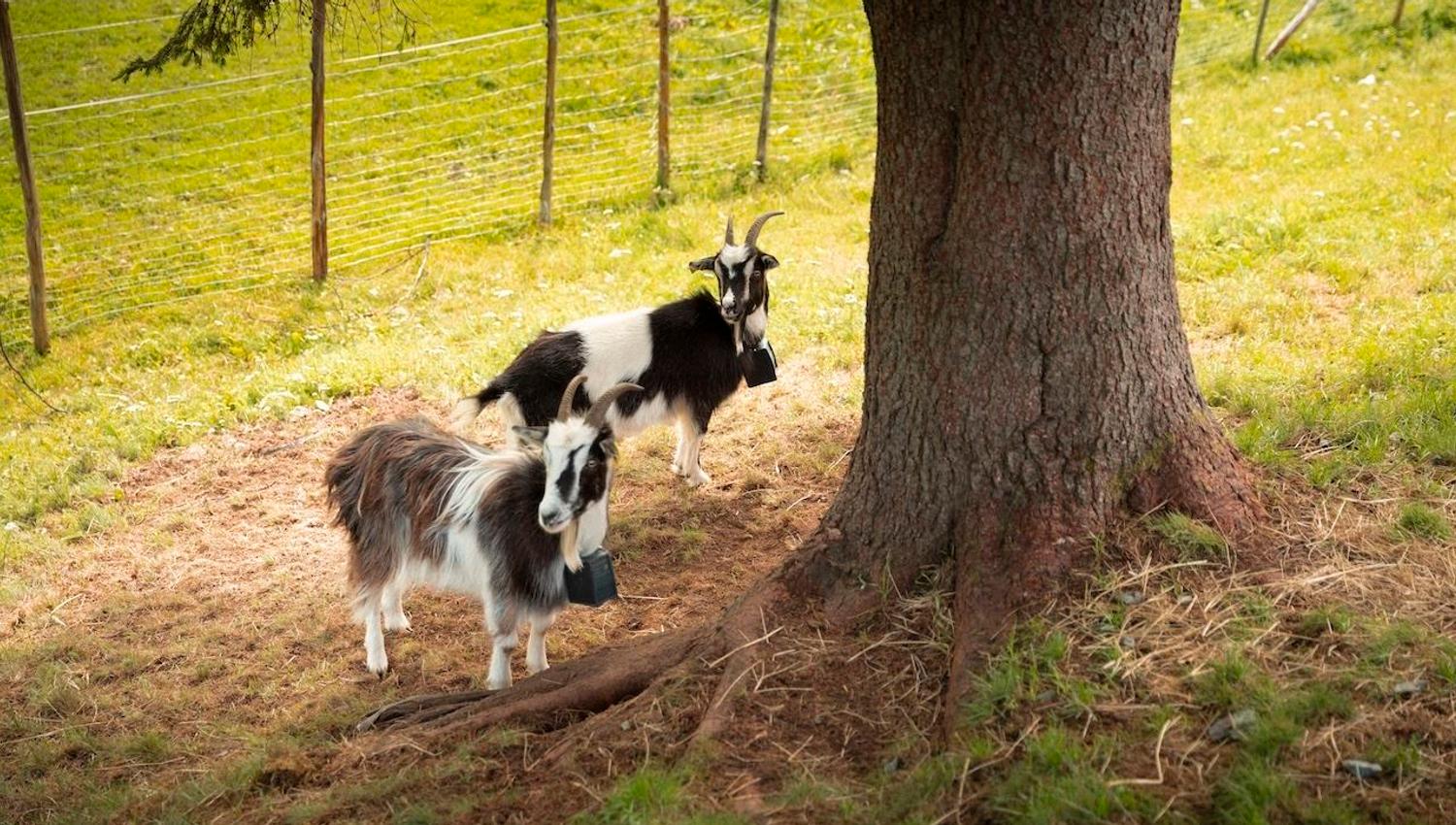 Two goats wearing bells stand in a grassy pasture near a large tree, with a wire fence in the background..