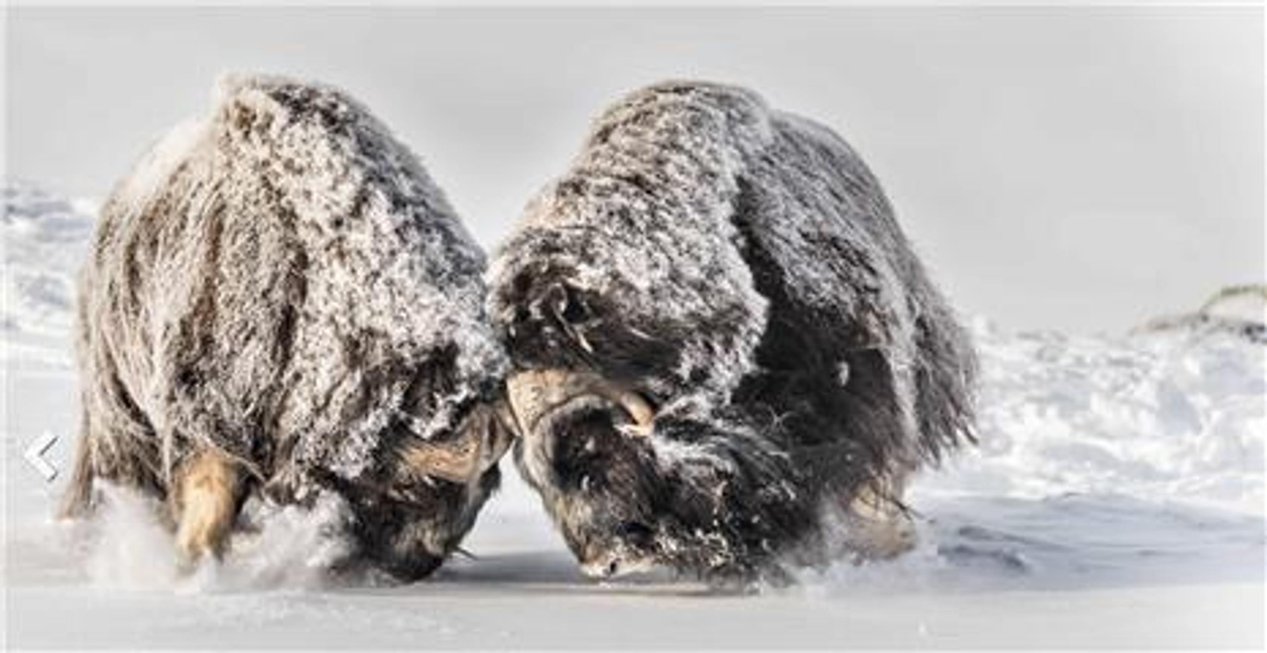 Musk Ox Safari in Winter