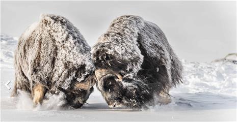 Musk Ox Safari in Winter