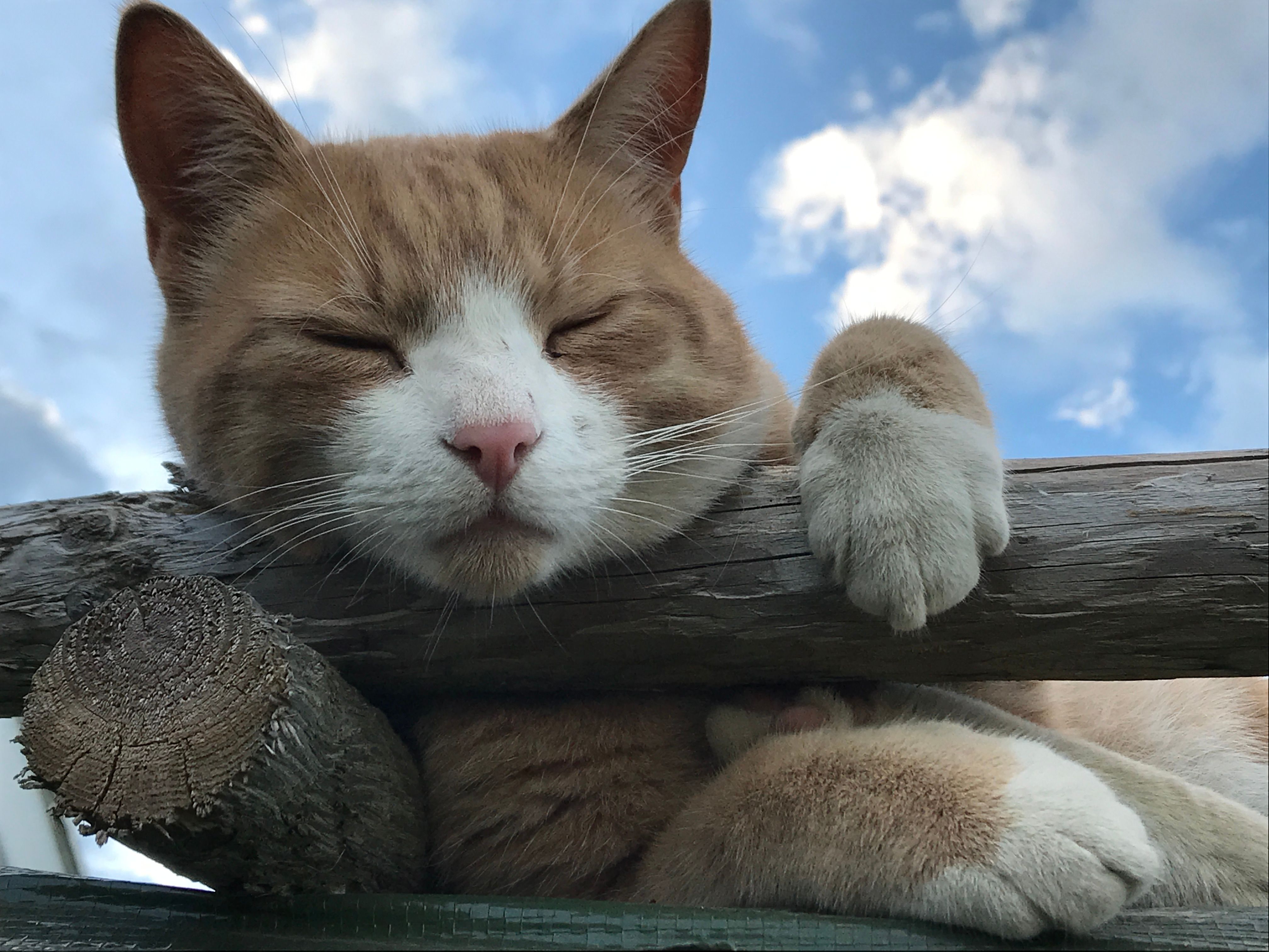 Kitty cat
