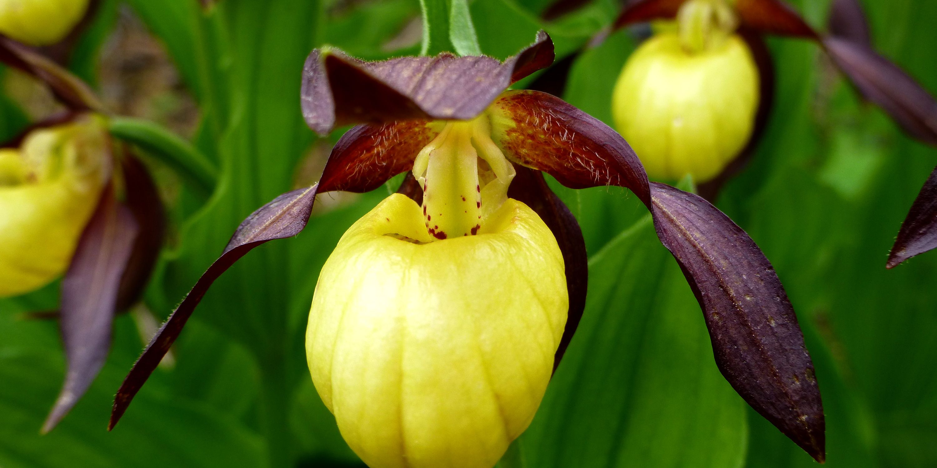 Bergåsen Nature Trail in Snåsa - orchids