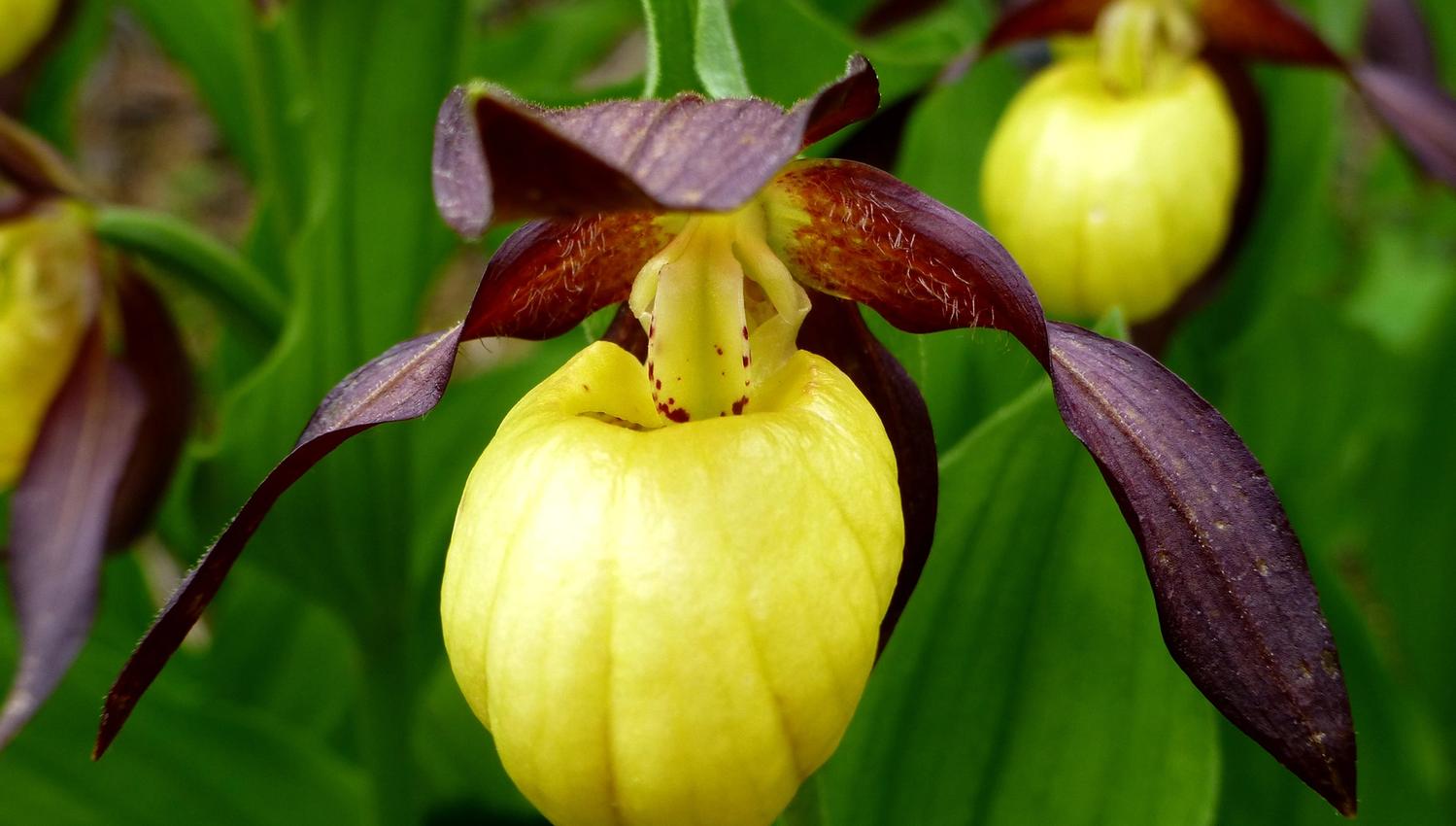 Bergåsen Nature Trail in Snåsa - orchids