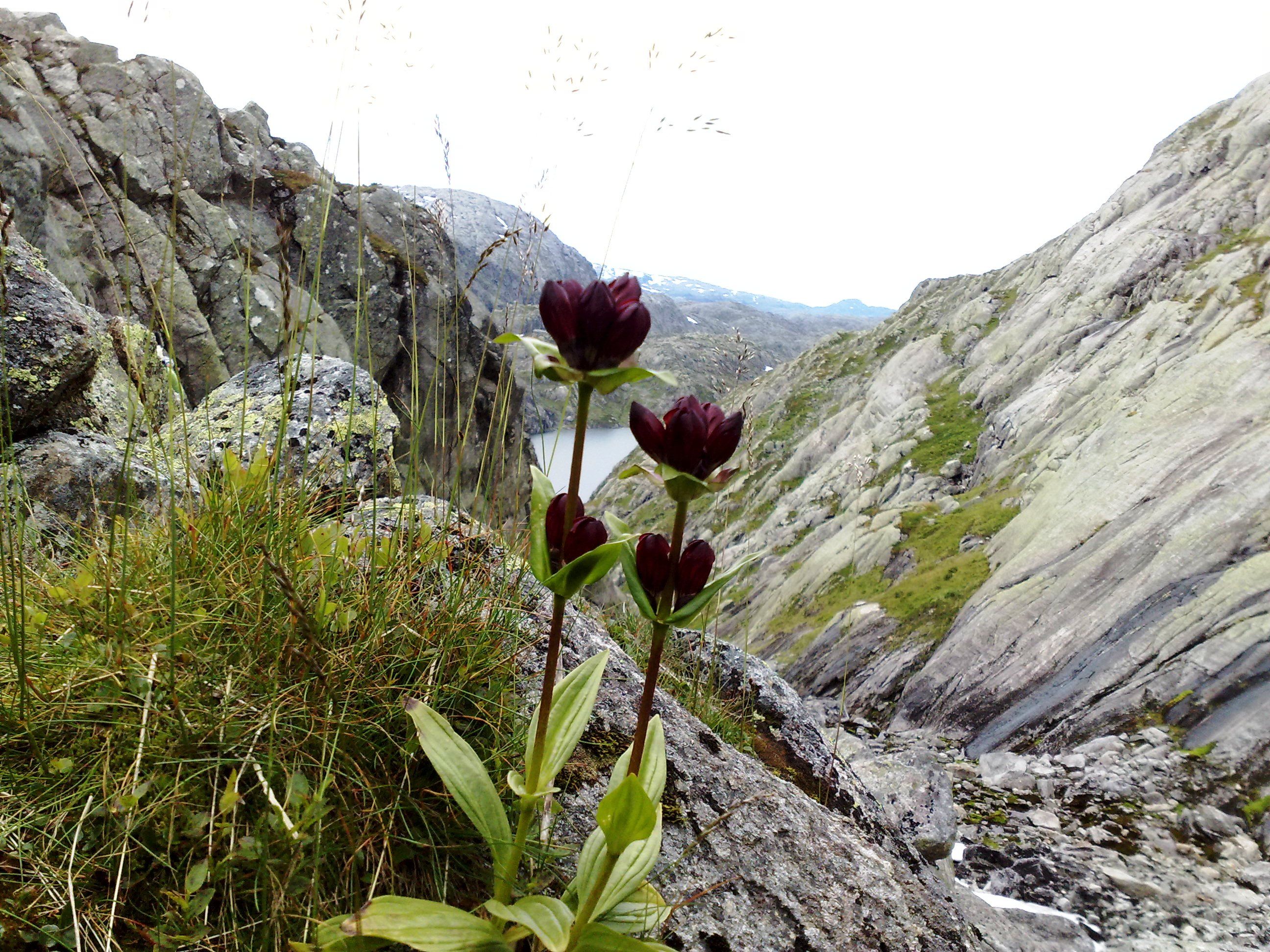 Purple mountain flower blooming near Røldalssåto – a beautiful touch of color in the wild mountain landscape.