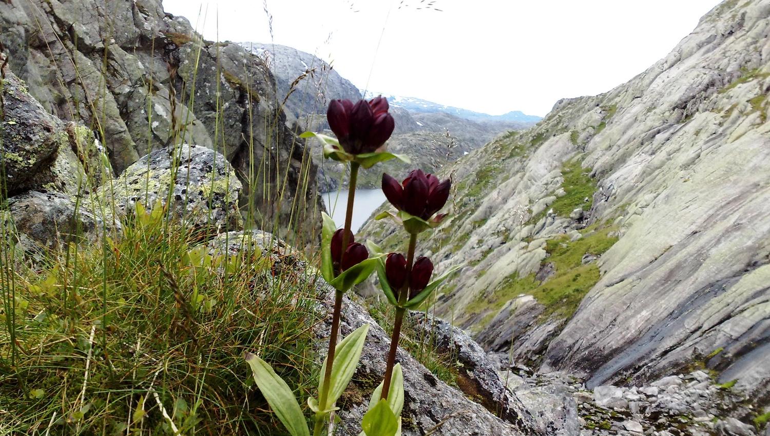 Purple mountain flower blooming near Røldalssåto – a beautiful touch of color in the wild mountain landscape.