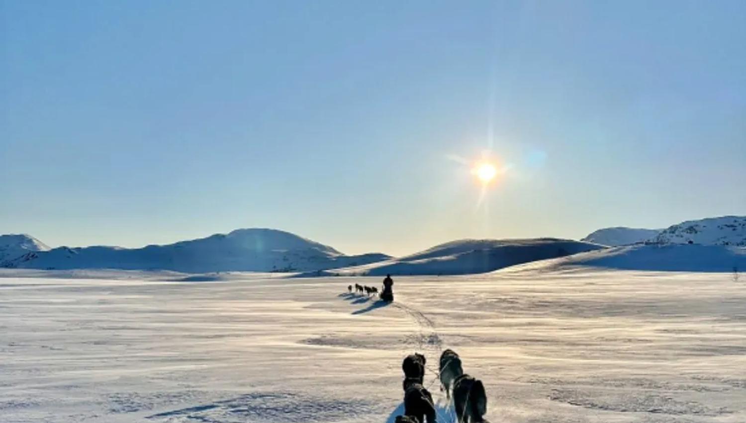 Des chiens de traîneau glissent sur la neige sous un ciel bleu.