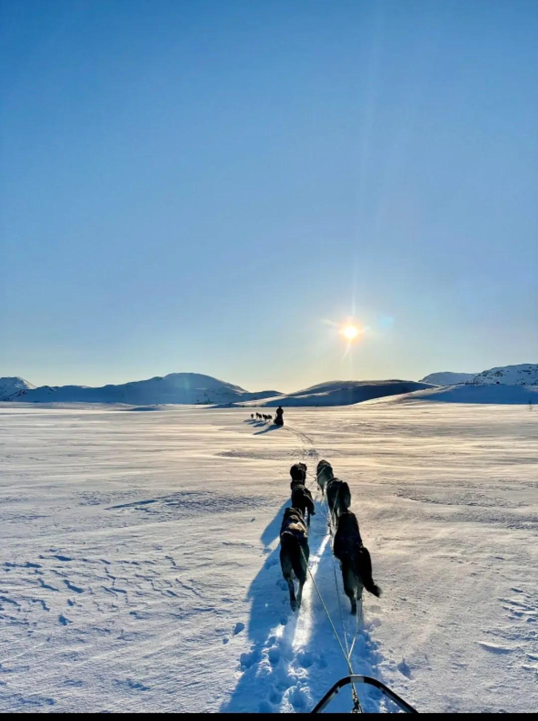 Des chiens de traîneau glissent sur la neige sous un ciel bleu.