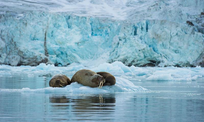 Three waleruses laying on drifting ice