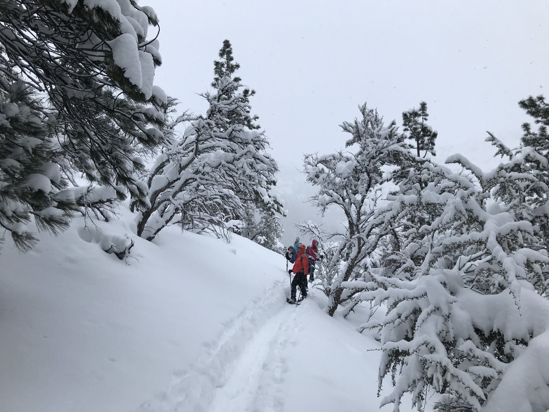 Guests out on snowshoeing trip in daylight