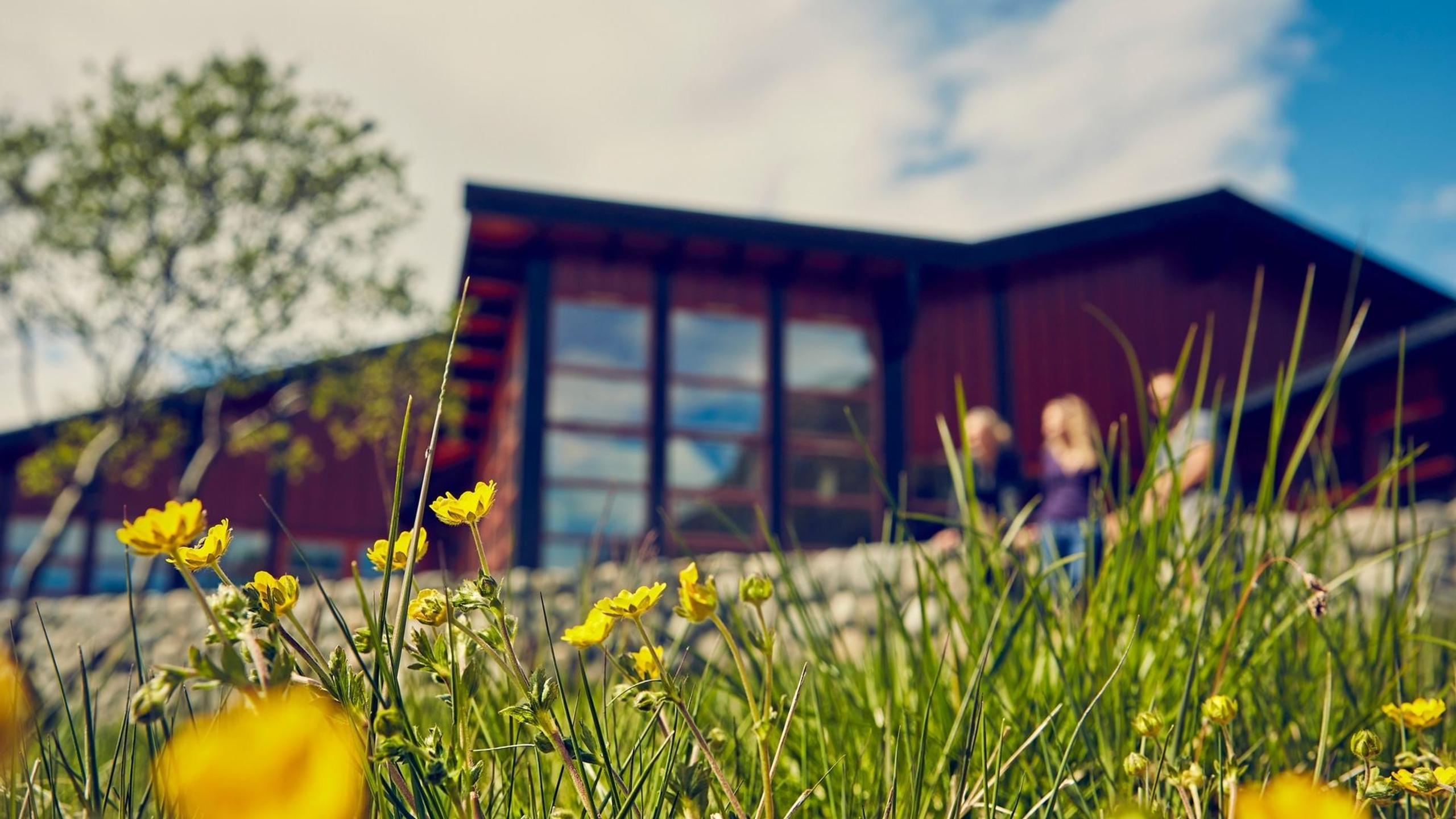 Low-angle view of yellow wildflowers and tall grass with a modern wooden building and blurred people in the background..