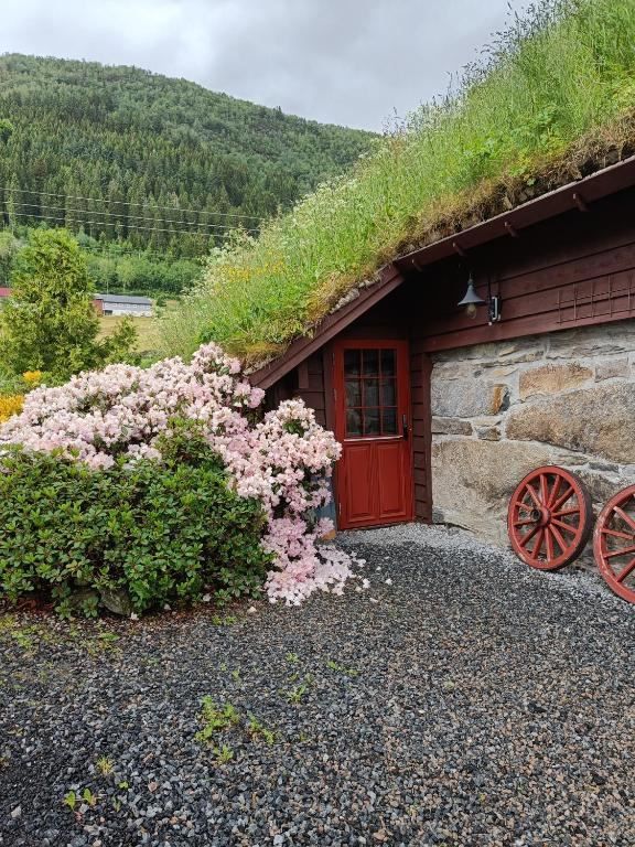 Orheimstunet in Nordfjord - Small cottage with a sod roof and red door beside pink flowering bushes, gravel yard, and forested hills..