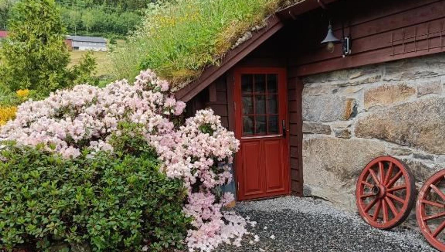 Orheimstunet in Nordfjord - Small cottage with a sod roof and red door beside pink flowering bushes, gravel yard, and forested hills..
